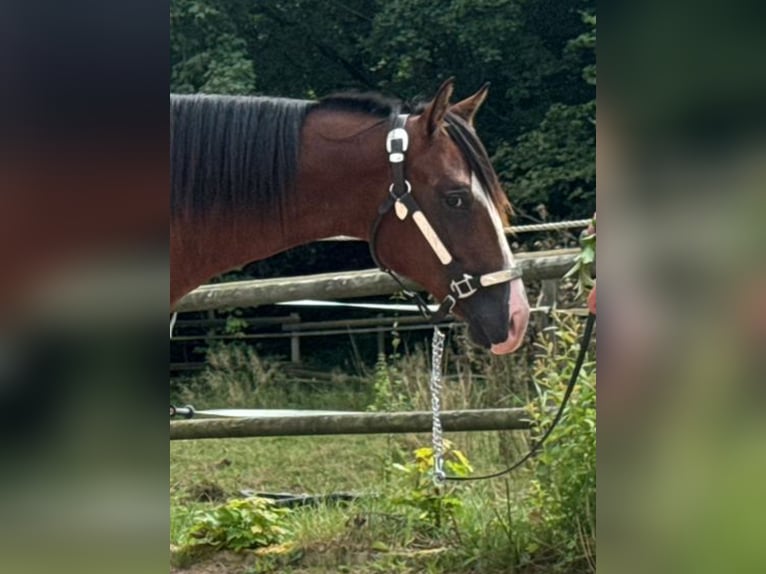 American Quarter Horse Hengst 1 Jahr Brauner in Eurasburg