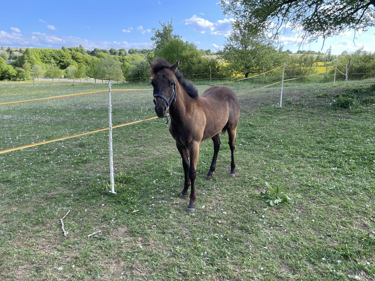 American Quarter Horse Hengst 1 Jahr Brauner in Laichingen Suppingen