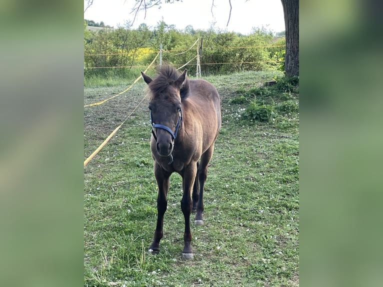American Quarter Horse Hengst 1 Jahr Brauner in Laichingen Suppingen