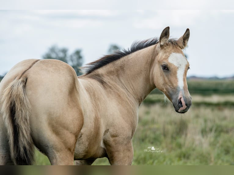 American Quarter Horse Hengst 1 Jahr Buckskin in Königsmoos