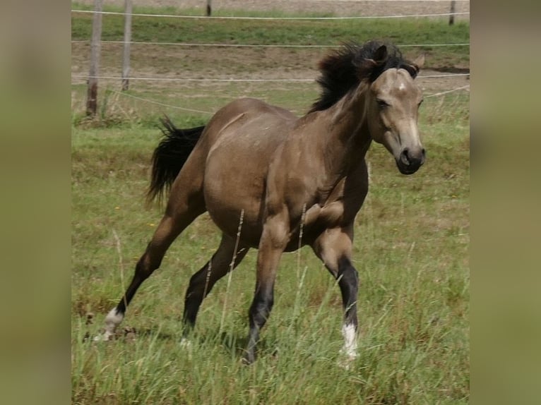American Quarter Horse Hengst 1 Jahr Buckskin in Beltheim