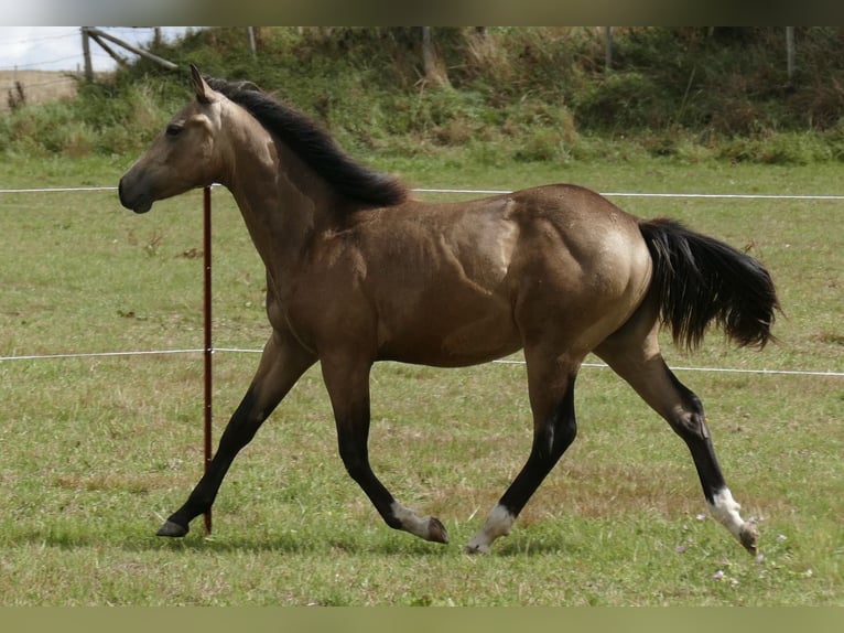 American Quarter Horse Hengst 1 Jahr Buckskin in Beltheim