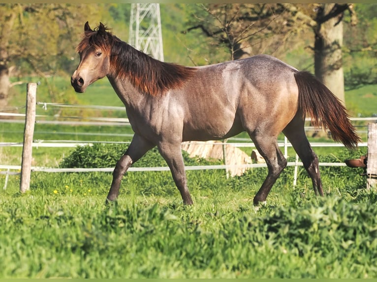American Quarter Horse Hengst 1 Jahr Buckskin in Hagen im BremischenHagen im Bremischen