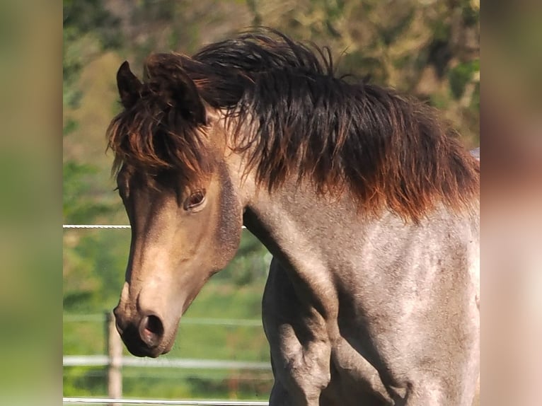 American Quarter Horse Hengst 1 Jahr Buckskin in Hagen im BremischenHagen im Bremischen
