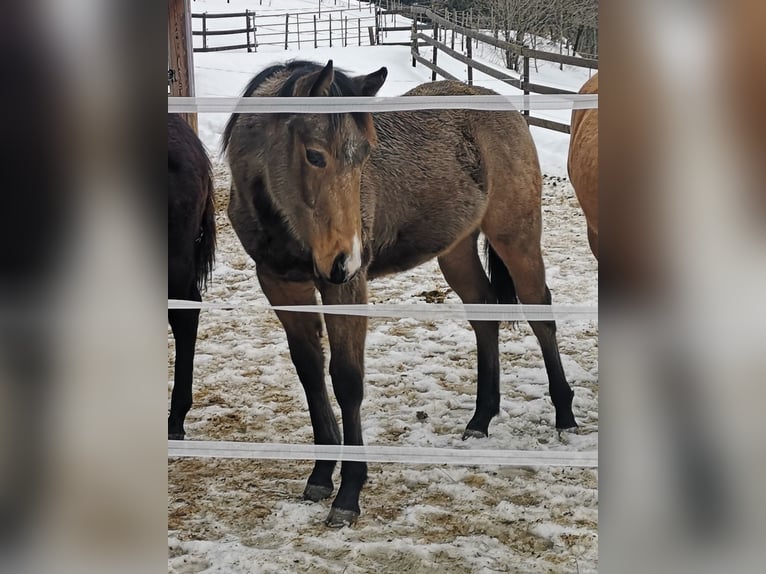 American Quarter Horse Hengst 1 Jahr Buckskin in Gaming