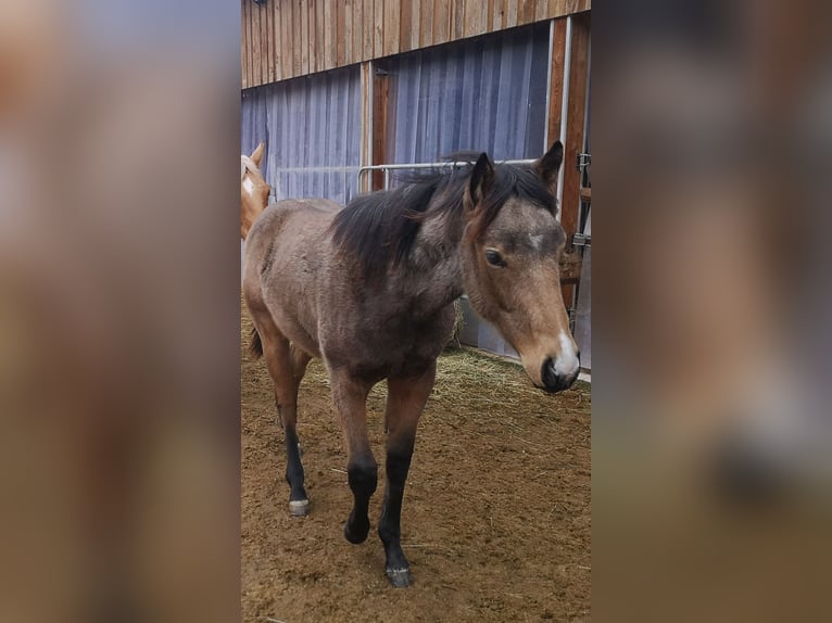 American Quarter Horse Hengst 1 Jahr Buckskin in Gaming