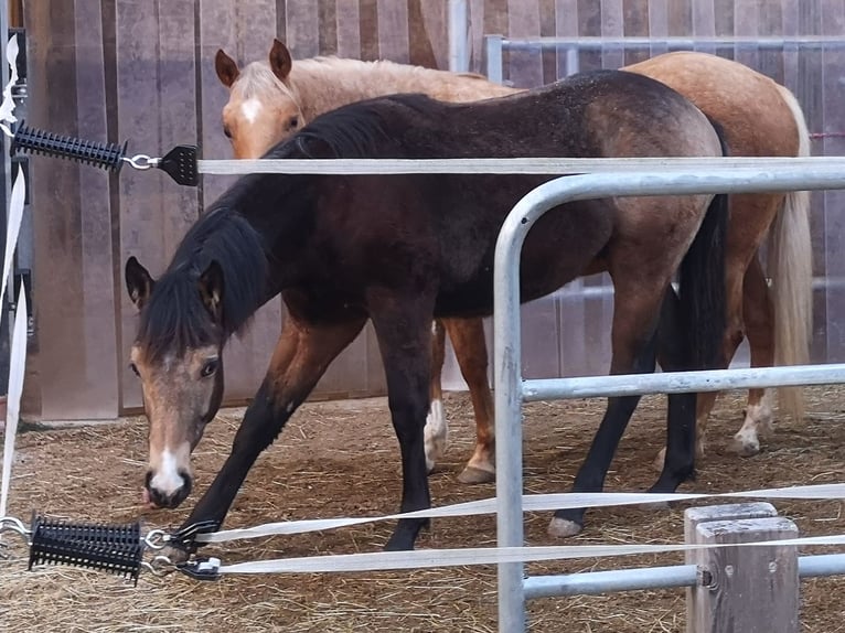 American Quarter Horse Hengst 1 Jahr Buckskin in Gaming