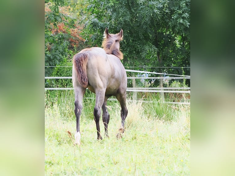 American Quarter Horse Hengst 1 Jahr Buckskin in Hagen im Bremischen
