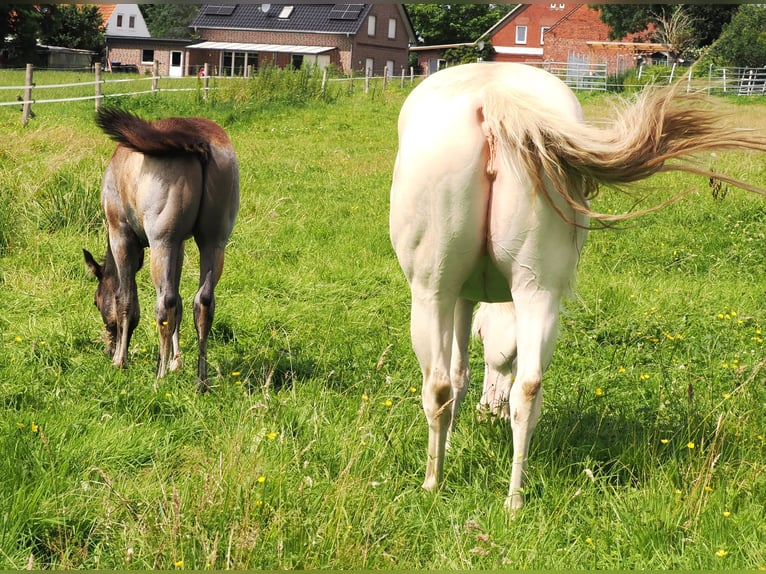 American Quarter Horse Hengst 1 Jahr Buckskin in Hagen im Bremischen
