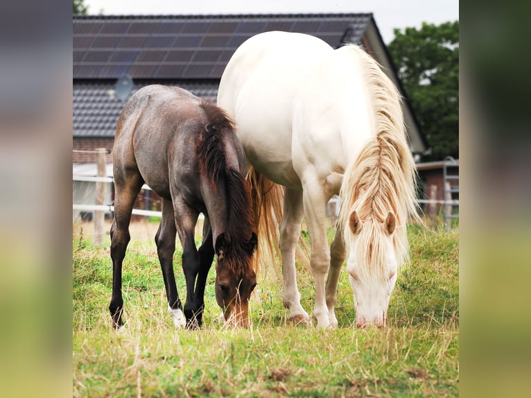 American Quarter Horse Hengst 1 Jahr Buckskin in Hagen im Bremischen