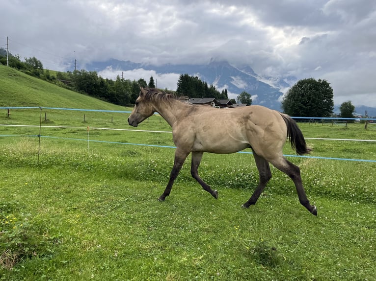 American Quarter Horse Hengst 1 Jahr Buckskin in Leogang