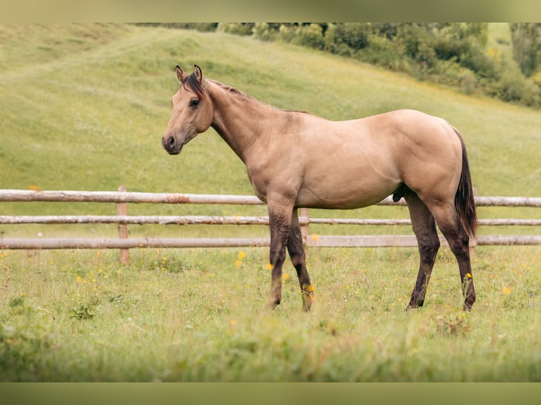American Quarter Horse Hengst 1 Jahr Buckskin in Leogang