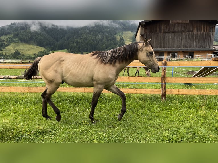 American Quarter Horse Hengst 1 Jahr Buckskin in Leogang