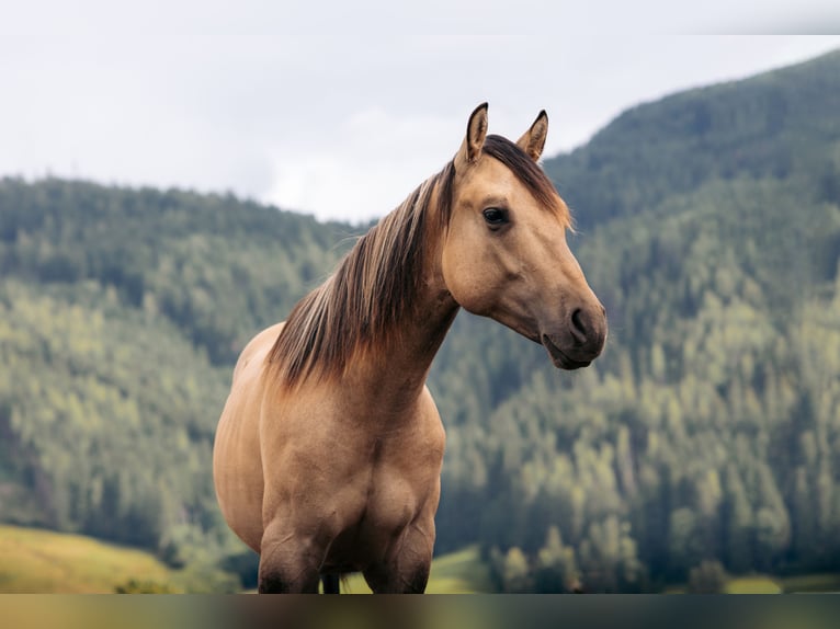 American Quarter Horse Hengst 1 Jahr Buckskin in Leogang