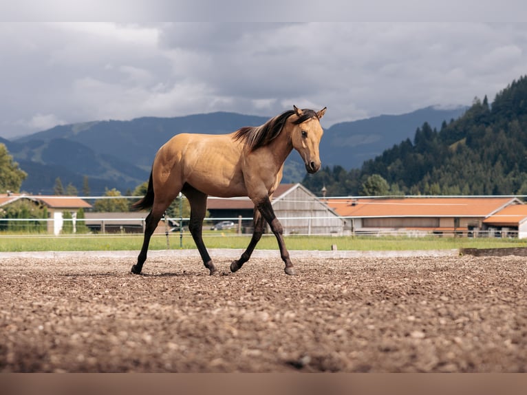American Quarter Horse Hengst 1 Jahr Buckskin in Leogang
