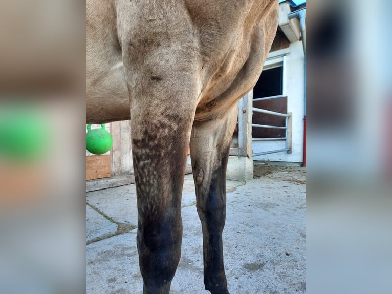 American Quarter Horse Hengst 1 Jahr Buckskin in Leogang