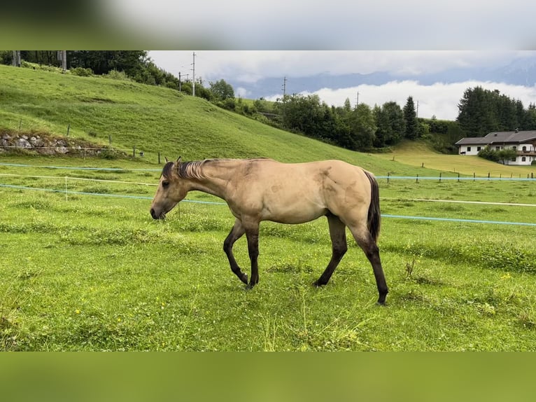 American Quarter Horse Hengst 1 Jahr Buckskin in Leogang