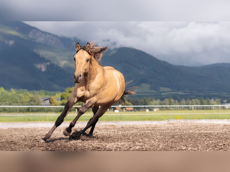American Quarter Horse Hengst 1 Jahr Buckskin in Leogang