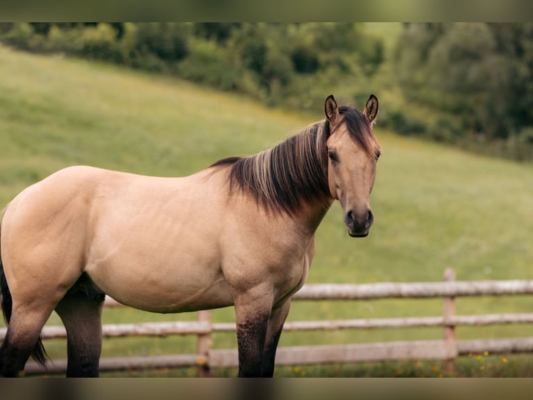 American Quarter Horse Hengst 1 Jahr Buckskin in Leogang