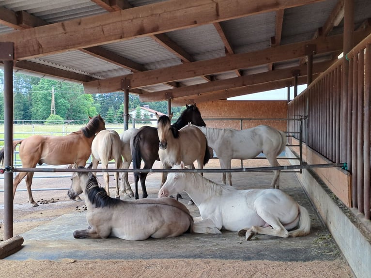 American Quarter Horse Hengst 1 Jahr Cremello in EDT/LAMBACH