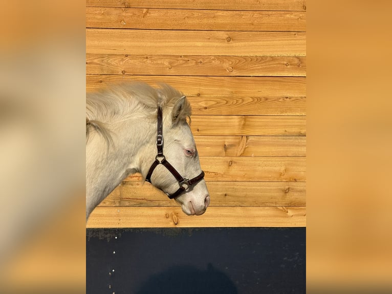 American Quarter Horse Hengst 1 Jahr Cremello in Trüben