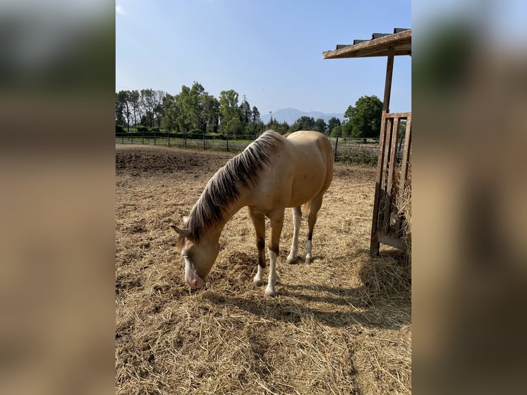 American Quarter Horse Hengst 1 Jahr Dunalino in Paupisi