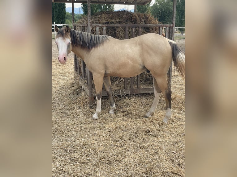American Quarter Horse Hengst 1 Jahr Dunalino in Paupisi