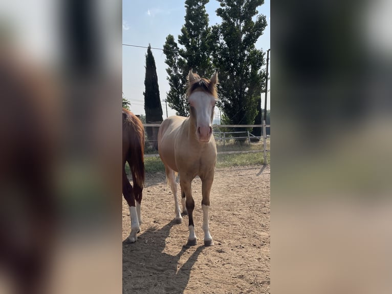 American Quarter Horse Hengst 1 Jahr Dunalino in Paupisi