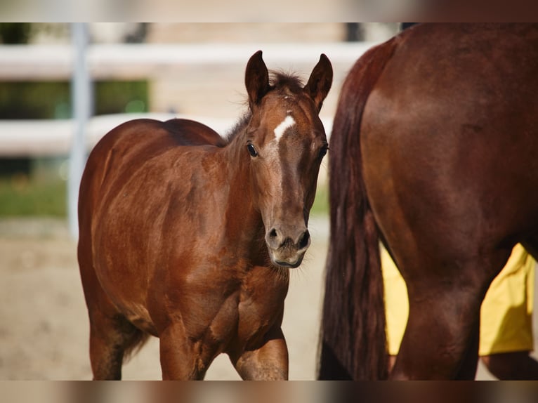 American Quarter Horse Hengst 1 Jahr Dunkelbrauner in München