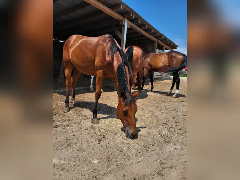American Quarter Horse Hengst 1 Jahr Dunkelbrauner in Rheinfelden