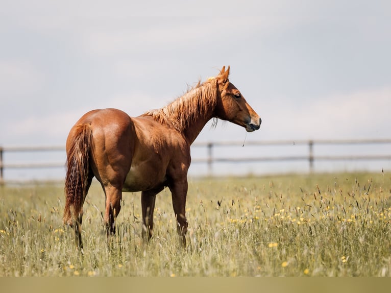 American Quarter Horse Hengst 1 Jahr Dunkelfuchs in Deining
