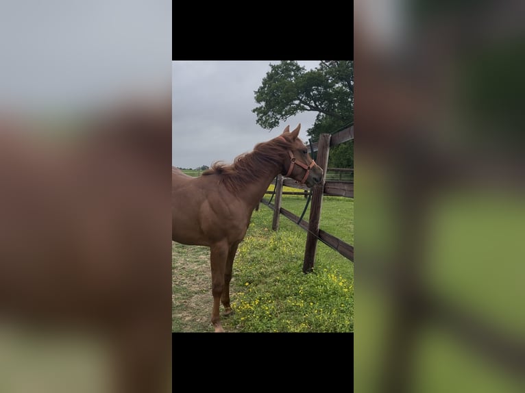American Quarter Horse Hengst 1 Jahr Dunkelfuchs in Louvaines