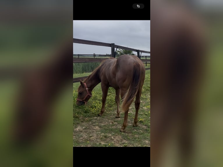 American Quarter Horse Hengst 1 Jahr Dunkelfuchs in Louvaines