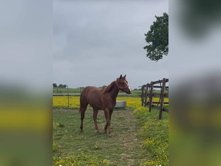 American Quarter Horse Hengst 1 Jahr Dunkelfuchs in Louvaines