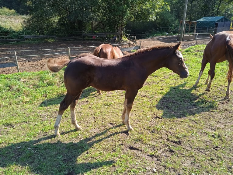 American Quarter Horse Hengst 1 Jahr Dunkelfuchs in Weigendorf