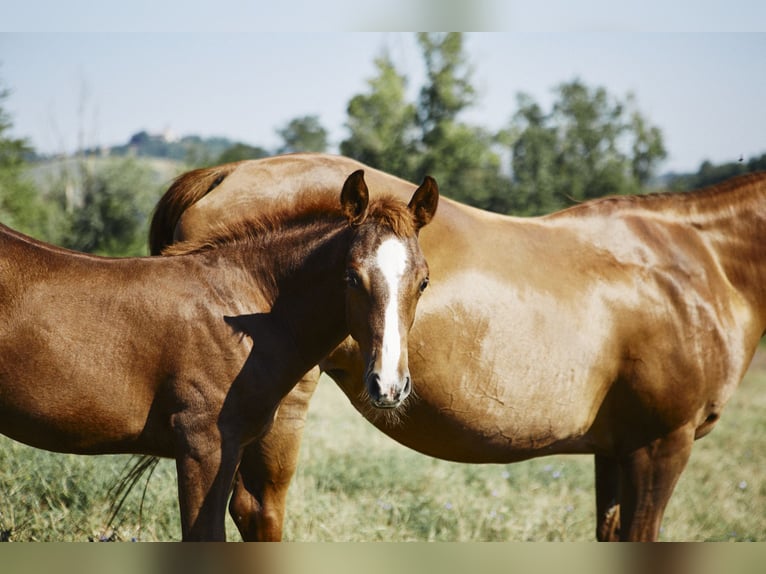 American Quarter Horse Hengst 1 Jahr Dunkelfuchs in München