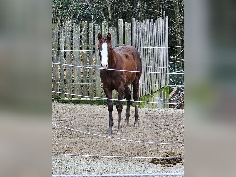 American Quarter Horse Hengst 1 Jahr Dunkelfuchs in Arnbruck