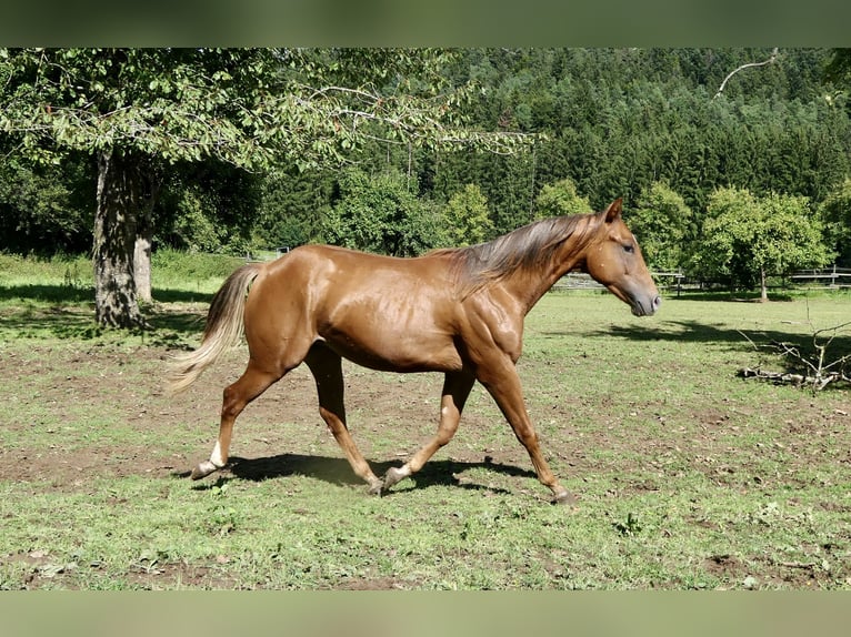 American Quarter Horse Hengst 1 Jahr Dunkelfuchs in Alfdorf