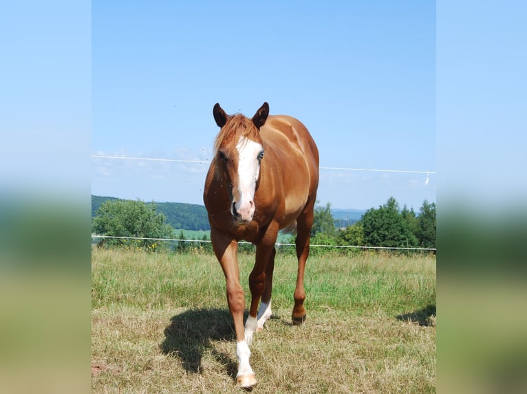 American Quarter Horse Hengst 1 Jahr Fuchs in Wehretal