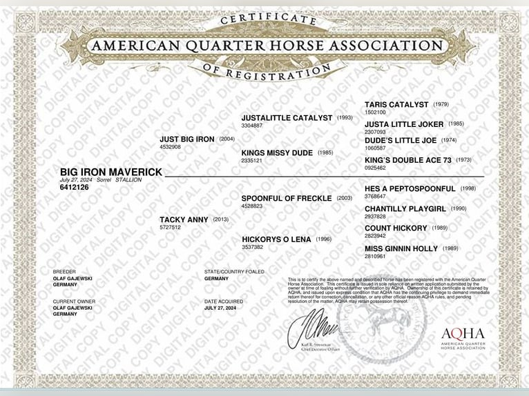 American Quarter Horse Hengst 1 Jahr Fuchs in Wehretal