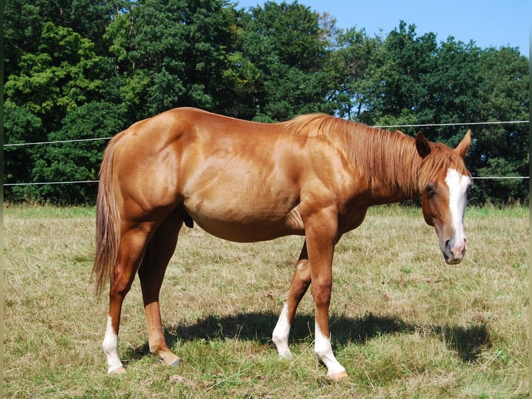 American Quarter Horse Hengst 1 Jahr Fuchs in Wehretal