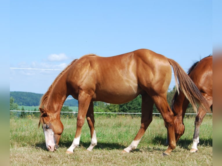 American Quarter Horse Hengst 1 Jahr Fuchs in Wehretal
