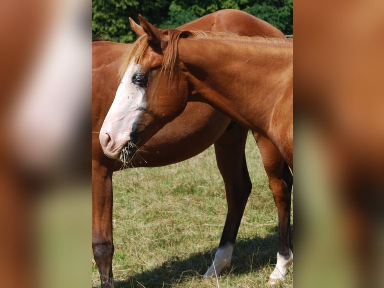 American Quarter Horse Hengst 1 Jahr Fuchs in Wehretal