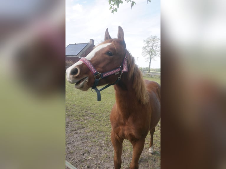 American Quarter Horse Hengst 1 Jahr Fuchs in Hoogeloon