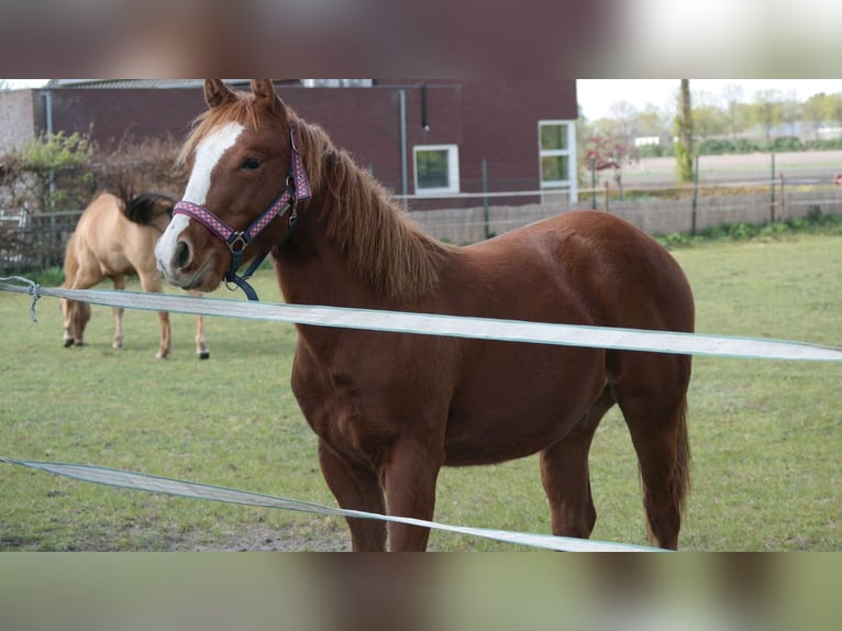 American Quarter Horse Hengst 1 Jahr Fuchs in Hoogeloon