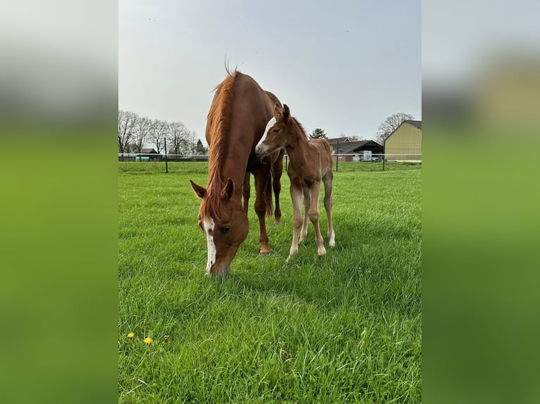 American Quarter Horse Hengst 1 Jahr Fuchs in Hoogeloon