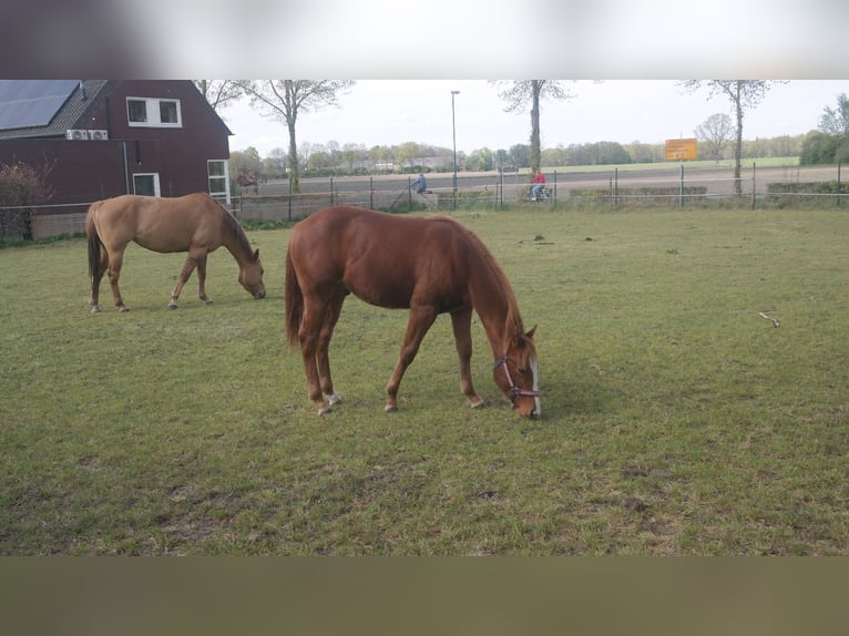 American Quarter Horse Hengst 1 Jahr Fuchs in Hoogeloon