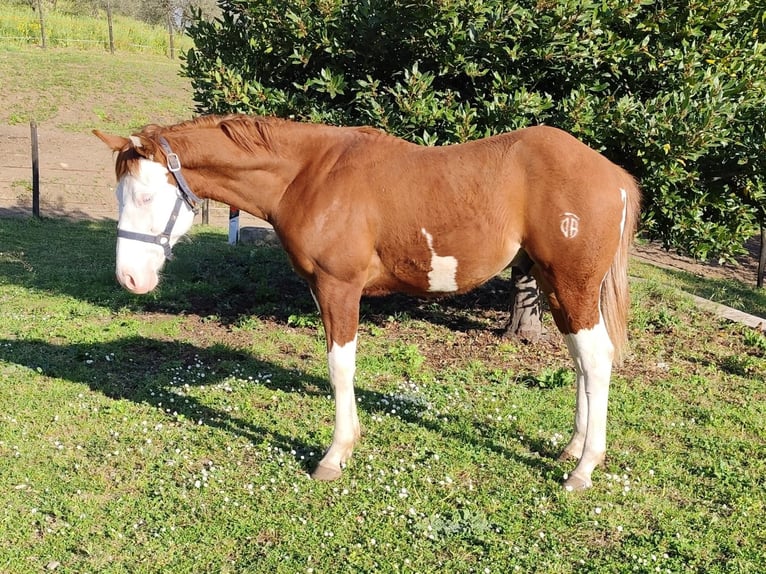 American Quarter Horse Hengst 1 Jahr Fuchs in Fonte