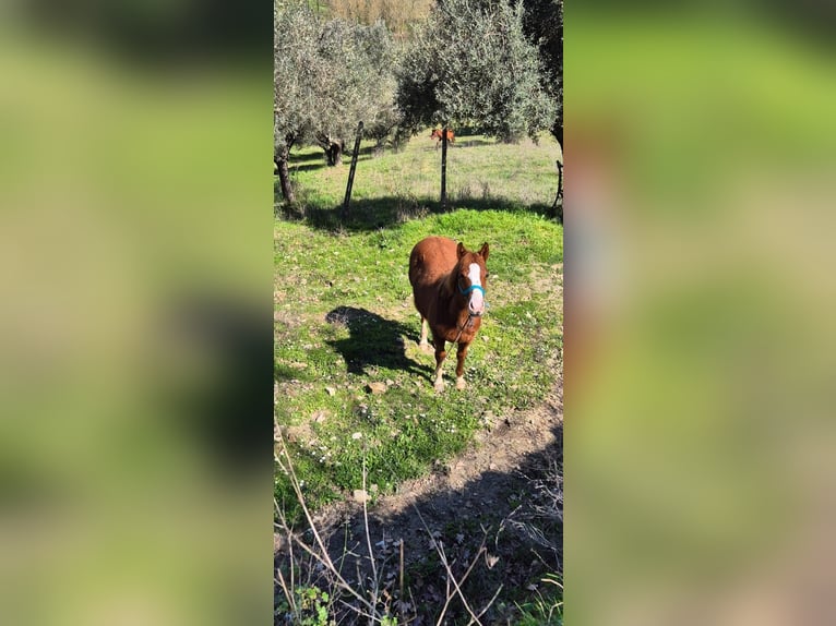 American Quarter Horse Hengst 1 Jahr Fuchs in Frosinone