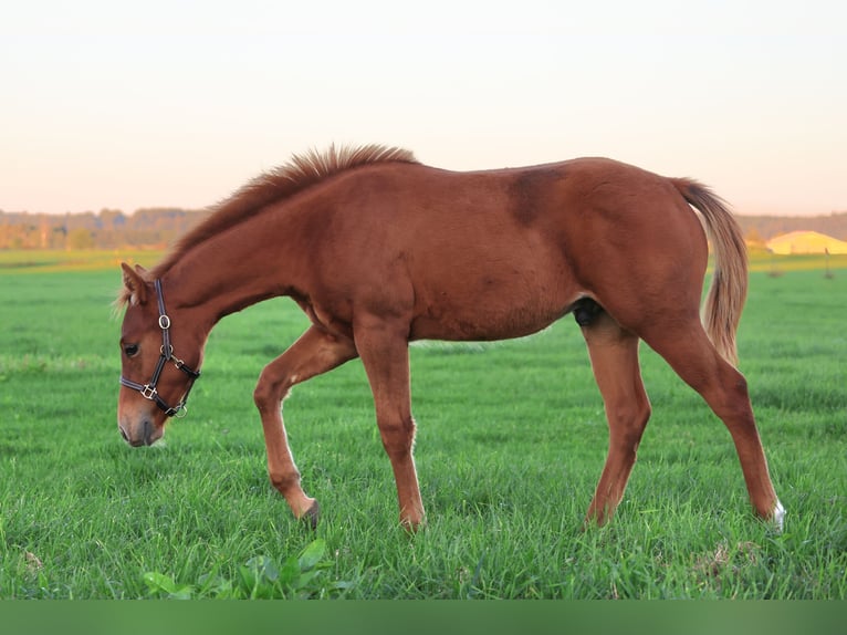 American Quarter Horse Hengst 1 Jahr Fuchs in Freisen